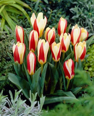 Tulipan The First - 5 cebulek