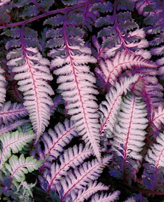 Paproć fioletowa - Burgundy Lace - GIGA paczka! - 50 szt.