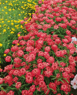 Ubiorek okółkowy, baldaszkowy - czerwony