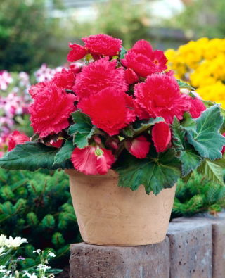 Begonia strzępiasta - różowa - GIGA paczka! - 100 szt.