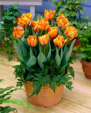 Tulipan Orange Princess - 5 cebulek