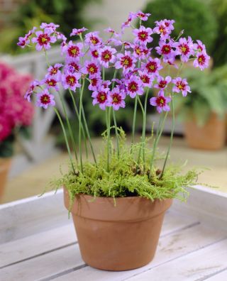 Leucocoryne purpurea Andes - 10 szt.
