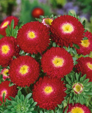 Aster chiński pomponowy czerwony - 500 nasion