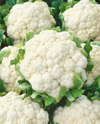 Kalafior Snowball X - średniopóźny