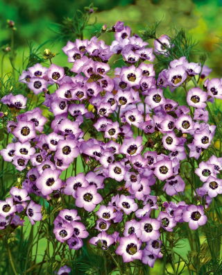 Gilia tricolor Bird’s Eyes