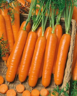 Marchew Berlikumer 2 - późna - duże opakowanie - 500 gram