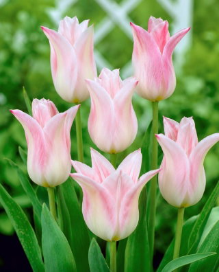 Tulipan Ballade Lady - GIGA paczka! - 250 cebulek