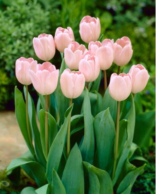 Tulipan Douglas Baader - opak. 5 szt.