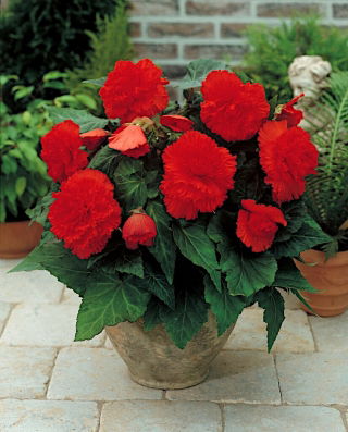 Begonia strzępiasta Fimbriata - czerwona - 2 bulwy