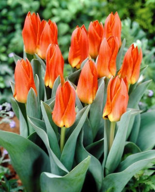Tulipan Orange Glow - 5 cebulek