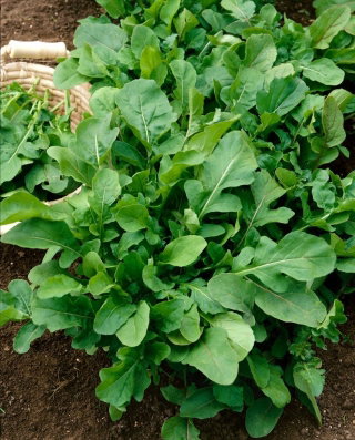 Rukola  - Eruca Sativa - NA TAŚMIE