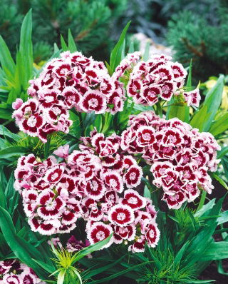 Goździk brodaty Holborn Glory - 450 nasion