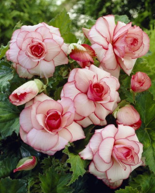 Begonia - Picotee White - biało-różowa - GIGA paczka! - 100 szt.