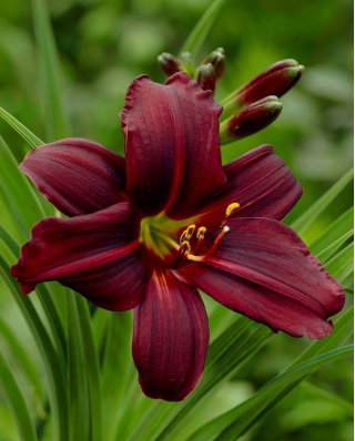 Liliowiec Black Emanuelle - GIGA paczka! - 50 szt.