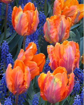 Tulipan Prinses Irene Parrot - opak. 5 szt.