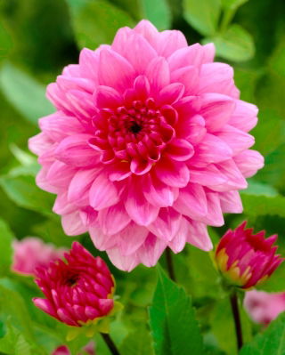 Dalia - Rosella