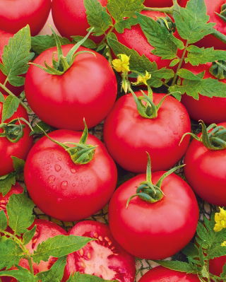 Pomidor Honey Moon F1 - szklarniowy, malinowy, wczesny - nasiona profesjonalne dla każdego