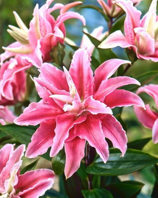 Lilia pełna - Distant Drum - duża paczka! - 10 cebulek