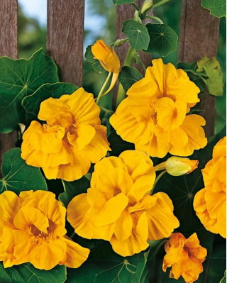 Nasturcja większa pełna Golden Gleam