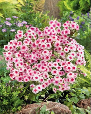 Floks Drummonda - Brilliant - rózowy z czerwonym oczkiem