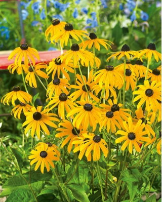 Rudbekia błyskotliwa