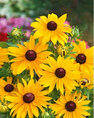 Rudbekia dwubarwna - My Joy