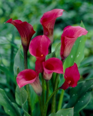 Calla ciemnoróżowa - cebulka XXL - GIGA paczka! - 50 cebulek