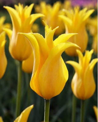 Tulipan Inimitable - GIGA paczka! - 250 cebulek
