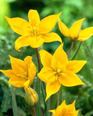 Tulipan Sylvestris - GIGA paczka! - 250 cebulek