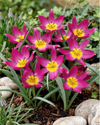 Tulipan botaniczny - Eastern Star - duża paczka! - 50 szt.