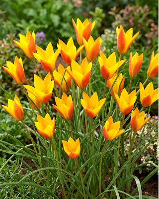 Tulipan Chrysantha Tubergen's Gem - GIGA paczka! - 250 szt.