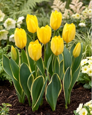 Tulipan Easter Moon - GIGA paczka! - 250 szt.