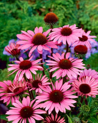 Echinacea - Jeżówka purpurowa - 1 kłącze