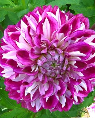 Dalia Optic Illusion