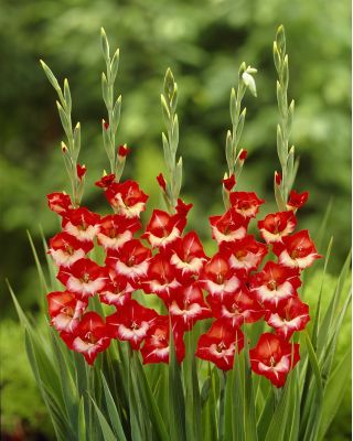 Gladiolus - Mieczyk Mademoiselle de Paris - 5 cebulek
