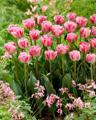 Tulipan Vogue - opak. 5 szt.