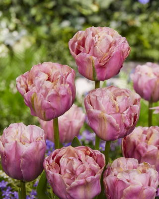 Tulipan Double Peony - pełny - opak. 5 szt.