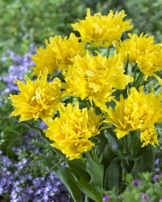 Tulipan Yellow Spider - opak. 5 szt.