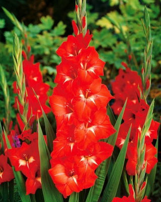 Gladiolus - Mieczyk Traderhorn - 5 cebulek