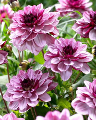 Dalia Creme de Cassis