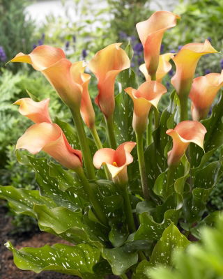 Calla Cameleon