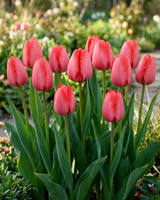 Tulipan Niigata - 5 szt.