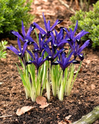 Irys botaniczny - Blue Note - duża paczka! - 100 szt.