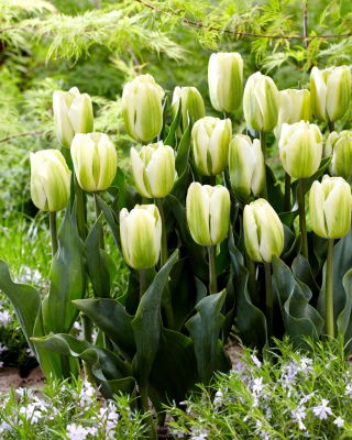 Tulipan Green Spirit - 5 cebulek