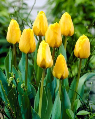 Tulipan Golden Apeldoorn - 5 cebulek