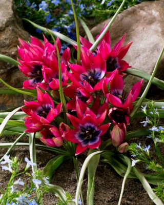 Tulipan Little Beauty - opak. 5 szt.