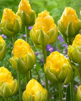 Tulipan Vanilla Coup - 5 szt.