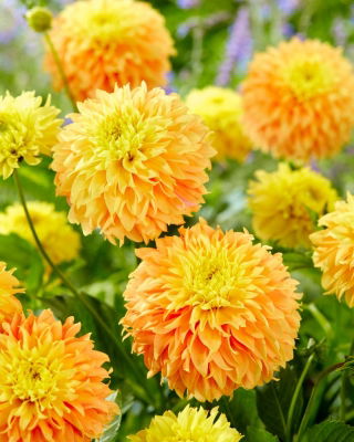 Dalia - Deep Impact