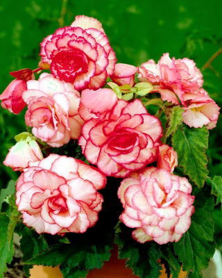 Begonia - Bouton de Rose - różowo-biała - duża paczka! - 20 szt.