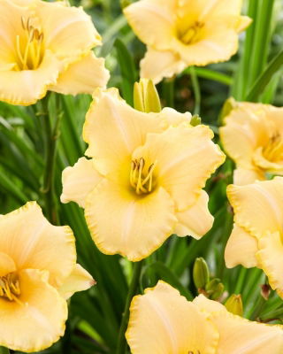 Liliowiec Serena Sunburst